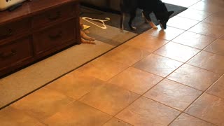 Dog/cat play