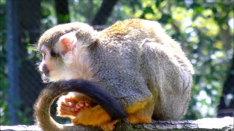 Squirrel Monkey sitting on a branch