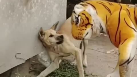 Troll Prank Dog Funny & fake Lion and Fake Tiger Prank To Dog & Huge Box Prank to dog
