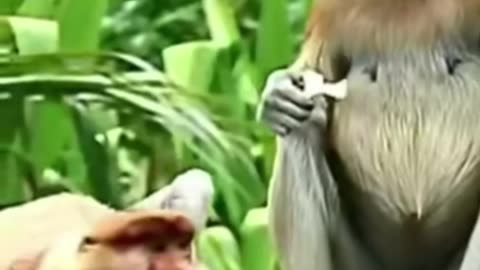 "Discovering the Fascinating World of Proboscis Monkeys: Endangered Primates of Borneo"