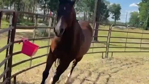 Exercising "Charmer" the horse