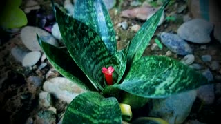 Snake Plant