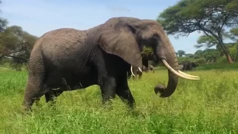 Lovely Elephant's Video