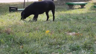 Beautiful black dog
