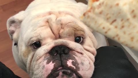 Titon the Bulldog is denied a meatball sub