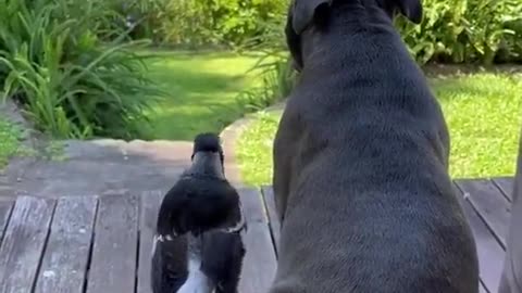 American magpies with dog enjoying view