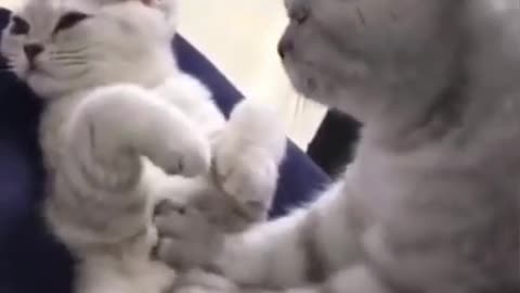 Cat massage. Funny cute cats