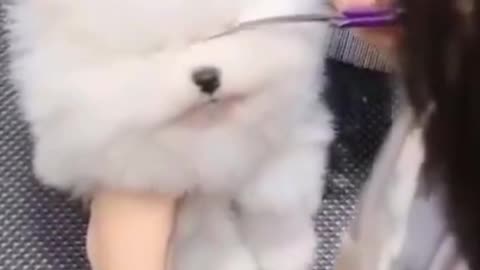 Video of Cute Animals 🐕 Dogs and Cats 🐈... Cutest thing 😍😻 #shorts