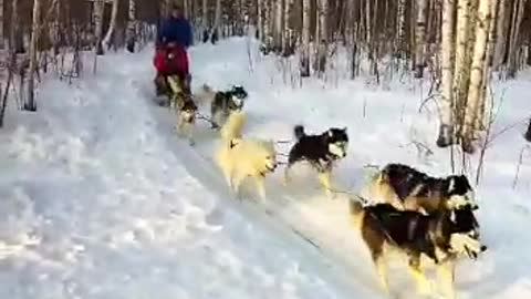 Dog sledding