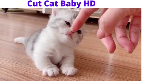 Cute Baby HD baby cat,baby cats,cat baby,cute cat,cute baby,cute cats,funny cat,funny