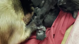 Monkey Loves Newborn Kittens
