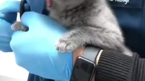 Watch These Disgruntled Cats Get the Most Unusual Beauty Treatment