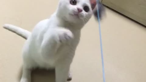 White cat playing with a cute toy