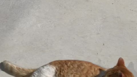a yawning cat