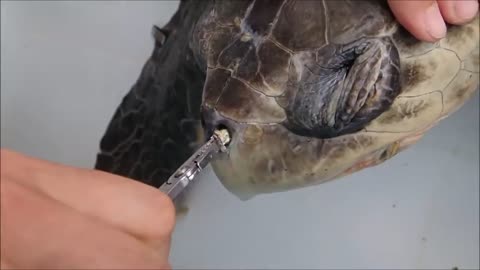 This is why you have to STOP using plastic straws!