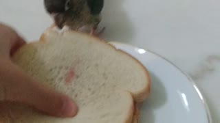Bird eats my sandwich