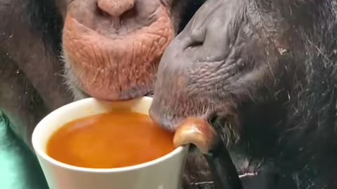 Apes having fun