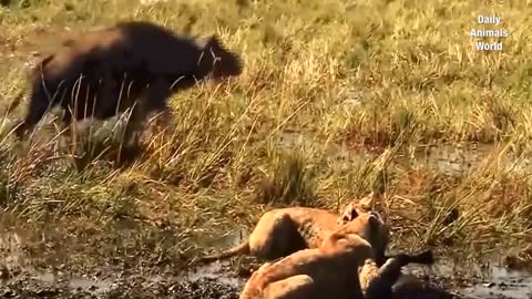 Lion Killed Buffalo Baby | Lion vs Buffalo Attack | Animal Attacks 2020