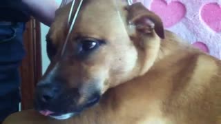 Dog absolutely loves scalp massage