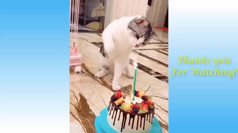 Animals Planet | Happy Birthday to Me