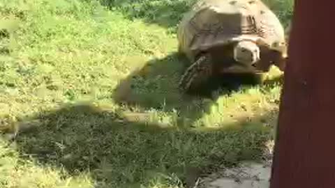 Turtle is the best friend