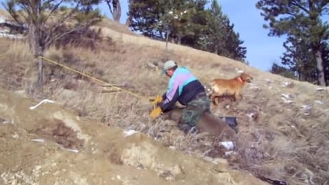 Deer saved from a ditch