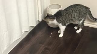 Grey cat looks in trash can pulls out q-tip