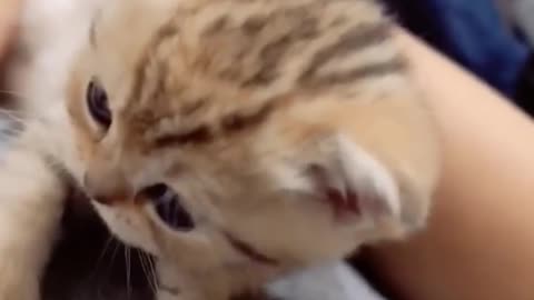 Adorable Kitten Pairs Will Make You Cry With Cuteness