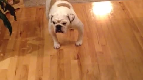 Bulldog Hates The Feel Of Hardwood Floors, Walks Backwards Instead