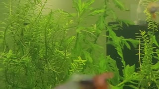 Shrimp and Guppies 1