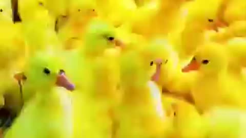 Wow, Cute Baby Duck #viral #duck #newvideo #shortvideo