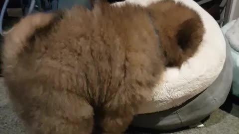 Chow chow puppy's uncoordinated humping