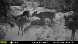 Whitetail Food Aggression - 3