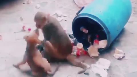 Monkey funny video ever]crazy 🤪 video 😂