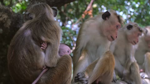 The mother monkey kept her cub safe from danger