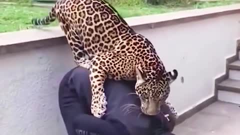 Amazing friendship between Human and animals