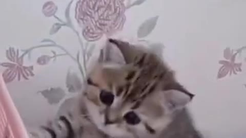 Cute funny Kitten Baby