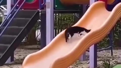 "Feline Fun: The Joyful Adventures of a Cat on a Slide!"