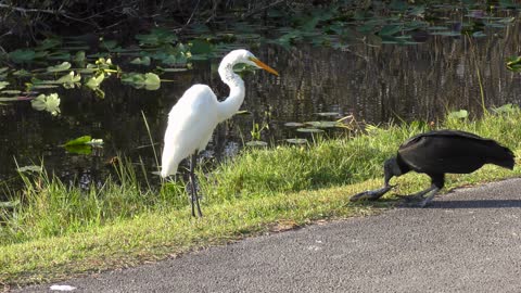 White Egret and Black Vulture eating a fish
