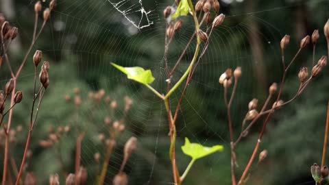 Spider Cobweb Animal Insect Shine Arachnid Web