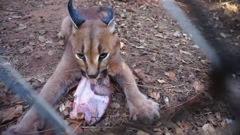 Caracal feeding