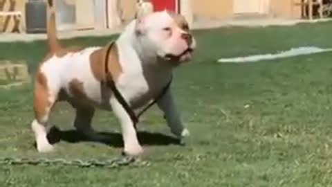 Exótica Bully american bully pitbull