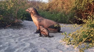 Seal Summons Pup to Follow From the Beach