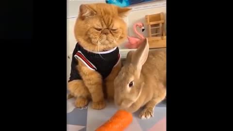 Cute Animals Video // Funny Animals Video