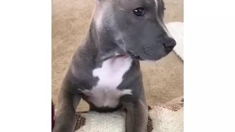 Puppy crying to jump on sofa- very dramatically