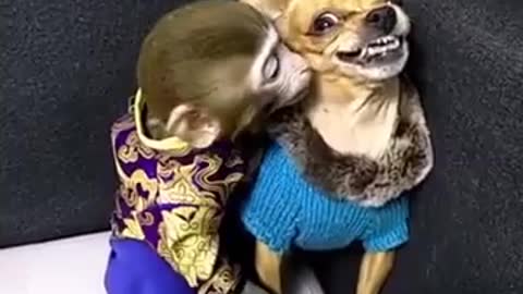 Monkey_vs_Dog_Funny_video mini_clip_30_second_|_Status_Tube(360p)