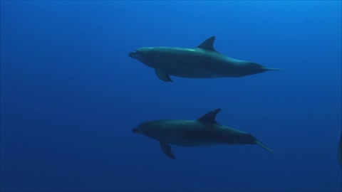 Dolphins Underwater