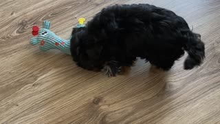 Yorkshire Terrier playing with his toy (2 months)