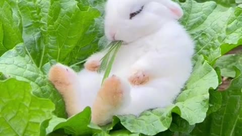 Cutest bunny
