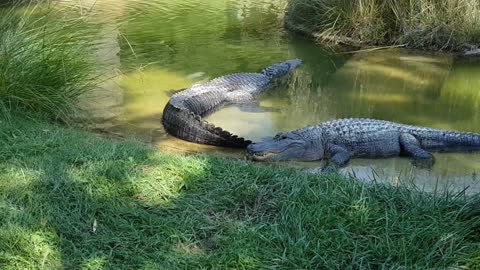 Crocodiles Of The Zoo